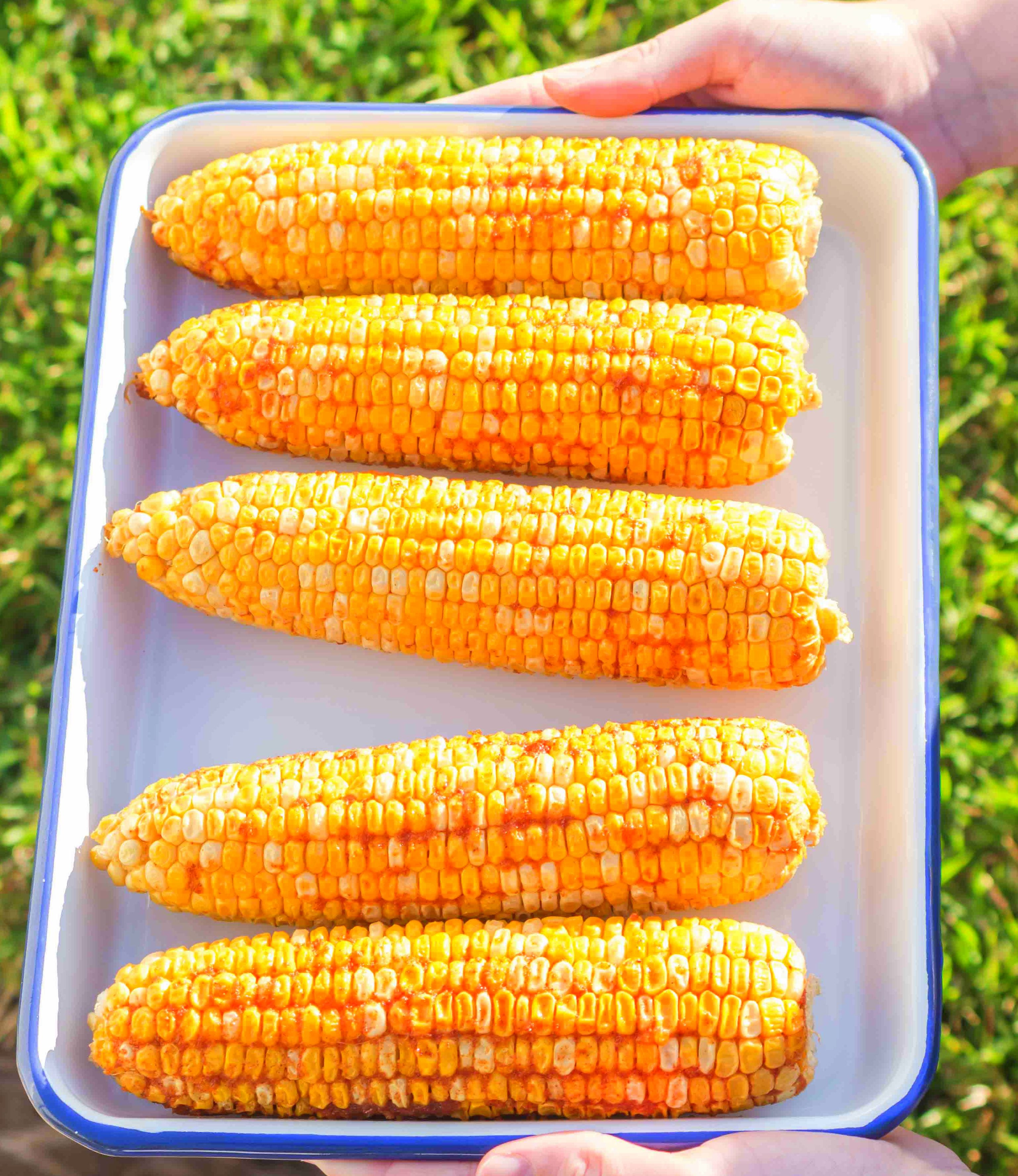 Pellet grill smoked corn on the cob in tray, fresh from the smoker